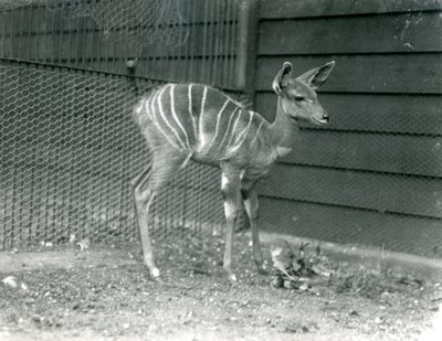 ロンドン動物園の若いレッサークーズ、1914年。 作： Frederick William Bond